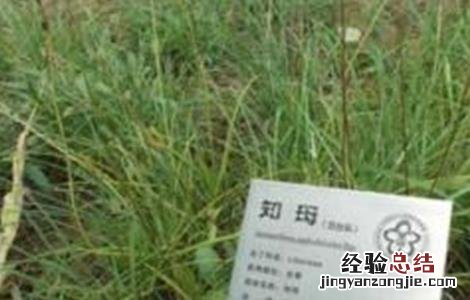 知母的病虫害防治方法是什么 知母的病虫害防治方法