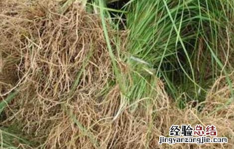 知母的病虫害防治方法是什么 知母的病虫害防治方法