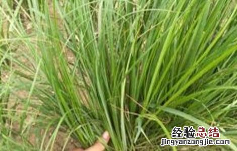 知母的病虫害防治方法是什么 知母的病虫害防治方法