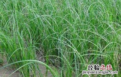 知母的病虫害防治方法是什么 知母的病虫害防治方法