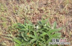 百蕊草的种植技术与管理 百蕊草的种植技术