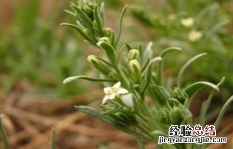 百蕊草的种植技术与管理 百蕊草的种植技术