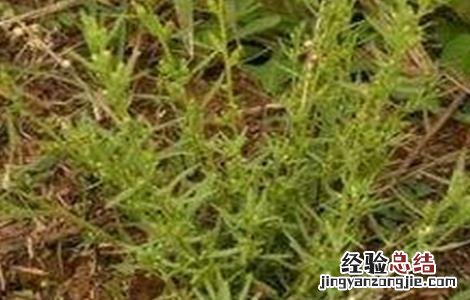 百蕊草的种植技术与管理 百蕊草的种植技术