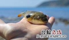 河豚的营养价值 盘点吃河豚的好处