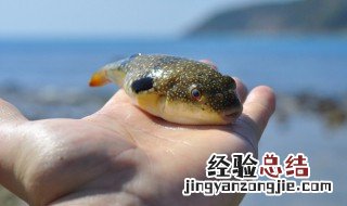 河豚的营养价值 盘点吃河豚的好处