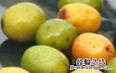 五眼果的作用和功效 五眼果的功效与作用及禁忌