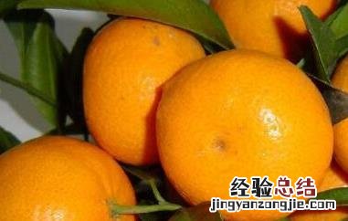 蜜橘的功效与作用及禁忌 蜜橘的功效与作用