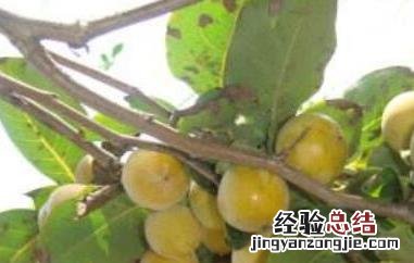 小柿子软枣的功效与作用图片 小柿子软枣的功效与作用