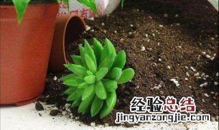 家庭养花用什么样的土最好 什么样的土适合养花