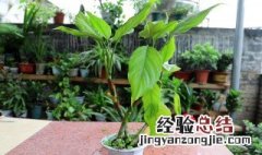 万年青长高了怎么修剪好看 万年青长高了怎么修剪
