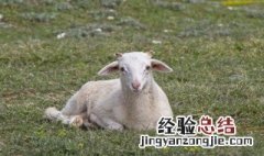 正宗烤羊腿制作方法 正宗烤羊腿制作方法大全