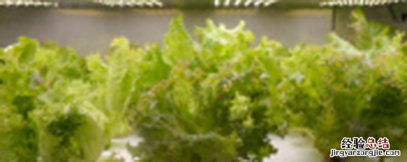 莴笋到几叶可打矮壮素 莴笋啥时打矮壮素