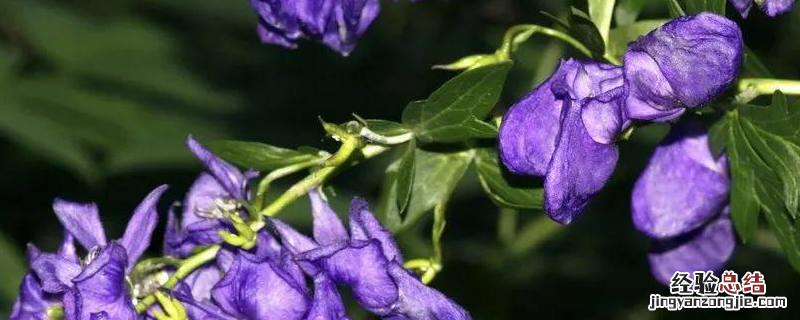 陕西种植什么药材赚钱，详细介绍 陕西种植什么药材赚钱,详细介绍一下