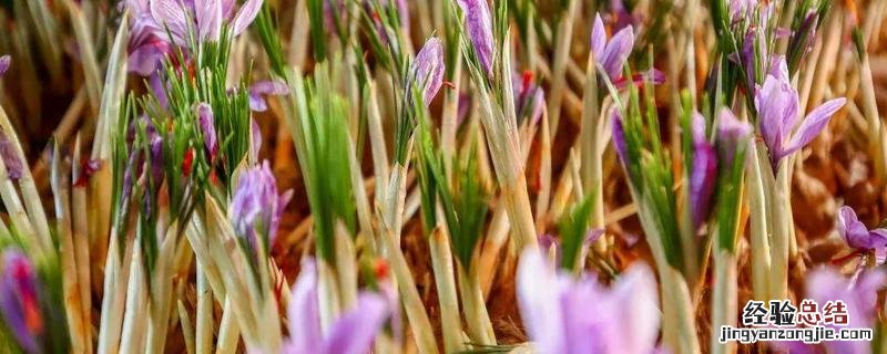 西红花种植，选择微碱性的土壤 西红花种植技术与栽培管理