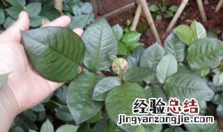 鱼肠肥怎么埋 鱼肠做肥料可直接埋吗