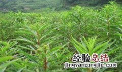 赶黄草的功效与作用与主治 赶黄草的功效与作用