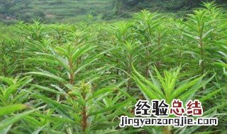 赶黄草的功效与作用与主治 赶黄草的功效与作用
