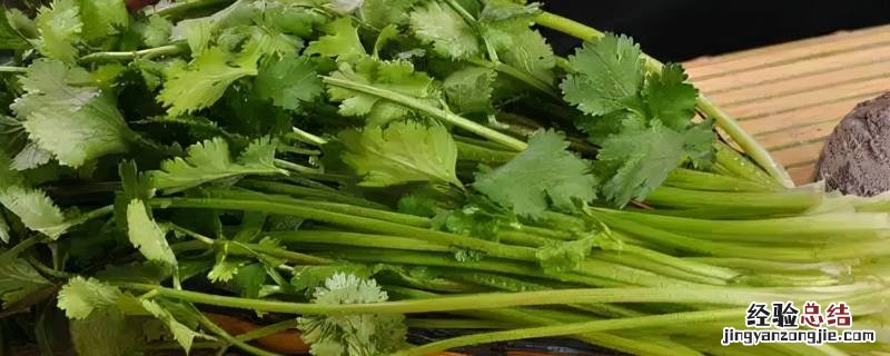 冬季香菜储存保鲜方法 冬季大批量香菜储存方法
