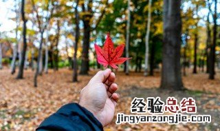 关于落叶的诗句悲伤 关于落叶的诗