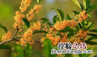 关于桂花的诗句 关于桂花的诗