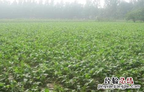 紫菀适合什么地方种植 紫菀怎么种植