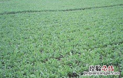 紫菀适合什么地方种植 紫菀怎么种植