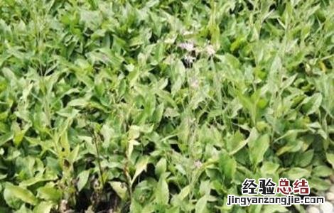 紫菀适合什么地方种植 紫菀怎么种植