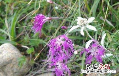 瞿麦的种植技术 瞿麦的种植技术和管理