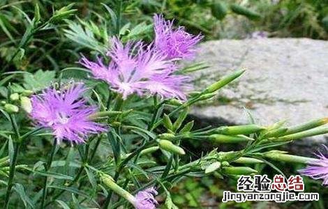 瞿麦的种植技术 瞿麦的种植技术和管理