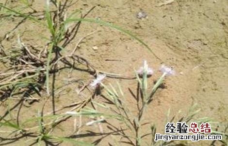 瞿麦的种植技术 瞿麦的种植技术和管理