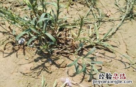 瞿麦的种植技术 瞿麦的种植技术和管理