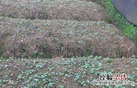 竹节参的种植技术 竹节参种植技术和效益