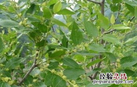 酸枣仁的种植技术 酸枣仁种植技术及亩收益
