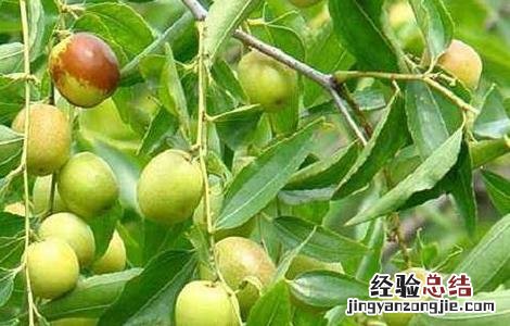酸枣仁的种植技术 酸枣仁种植技术及亩收益