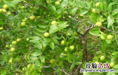 酸枣仁的种植技术 酸枣仁种植技术及亩收益