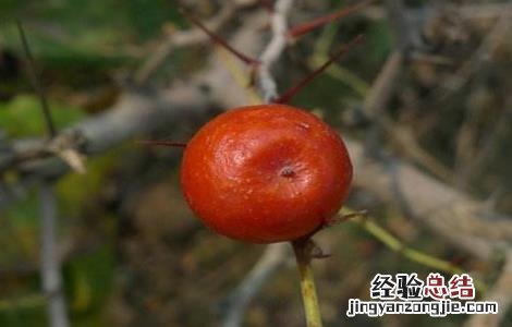 酸枣仁的种植技术 酸枣仁种植技术及亩收益