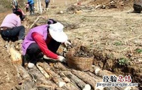 猪苓的种植技术与管理 猪苓的种植技术