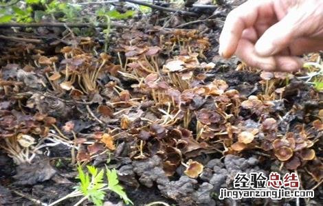 猪苓的种植技术与管理 猪苓的种植技术
