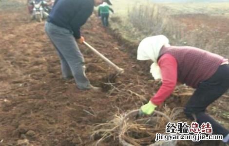 独活的种植技术 独活种植技术与管理