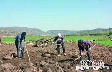 独活的种植技术 独活种植技术与管理