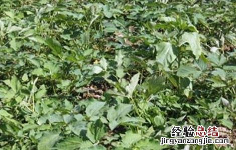 独活的种植技术 独活种植技术与管理
