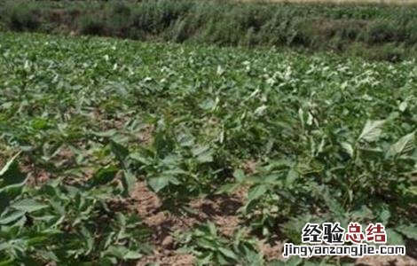 独活的种植技术 独活种植技术与管理