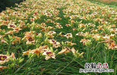 萱草的繁殖方法 萱草的繁殖栽培技术