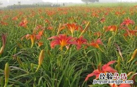 萱草的繁殖方法 萱草的繁殖栽培技术