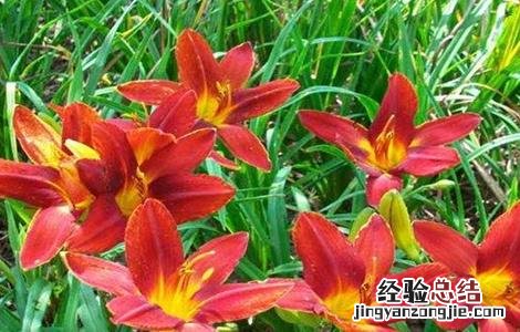 萱草的繁殖方法 萱草的繁殖栽培技术