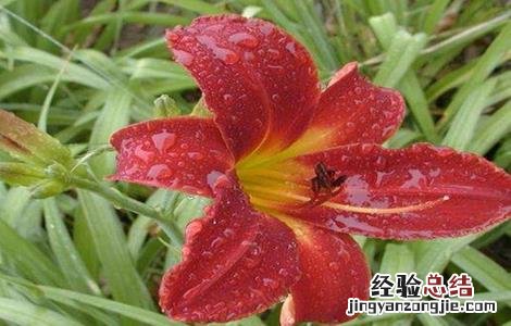 萱草的繁殖方法 萱草的繁殖栽培技术