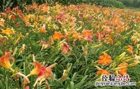 萱草的繁殖方法 萱草的繁殖栽培技术