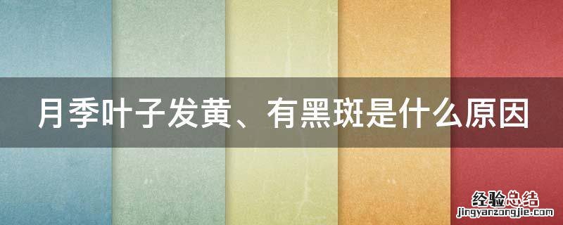 月季叶子黄了有黑斑怎么办 月季叶子发黄、有黑斑是什么原因