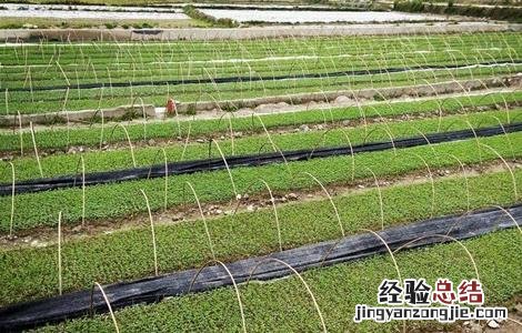 甜叶菊种植需注意什么 甜叶菊种植注意事项