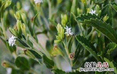甜叶菊种植需注意什么 甜叶菊种植注意事项